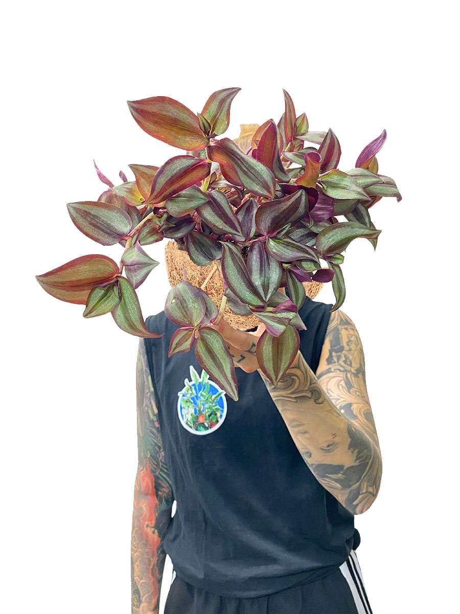 Hänger - Tradescantia Zebrina