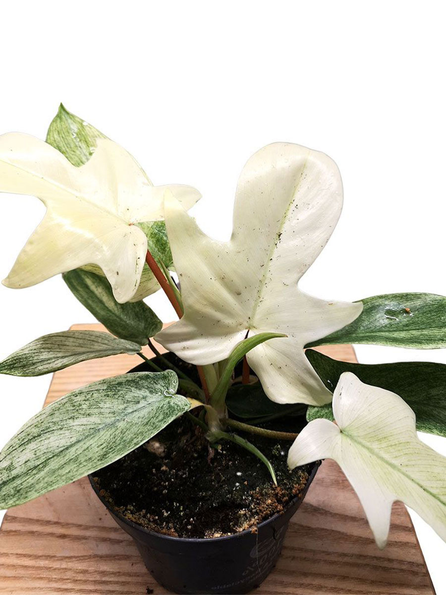 Philodendron Florida Ghost