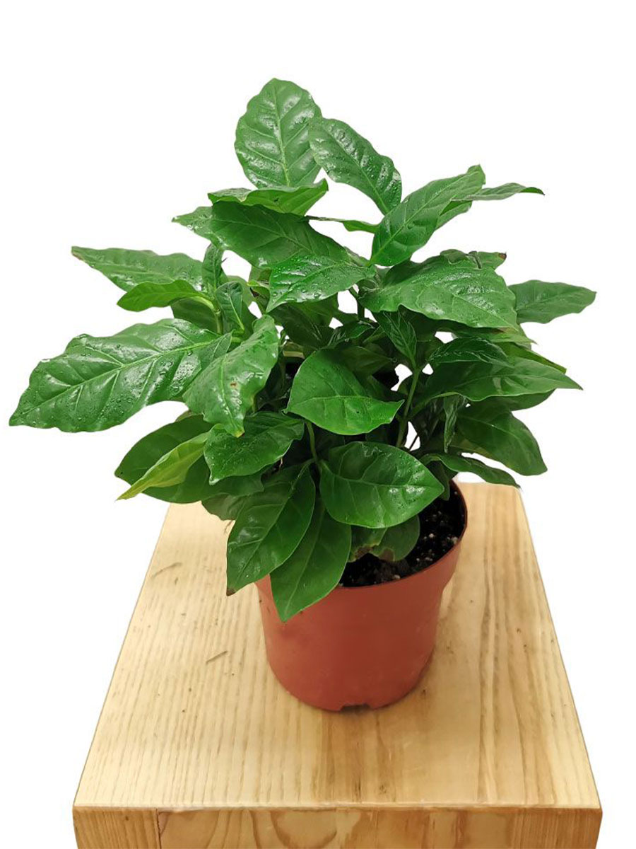 Kaffeebaum Coffea Arabica