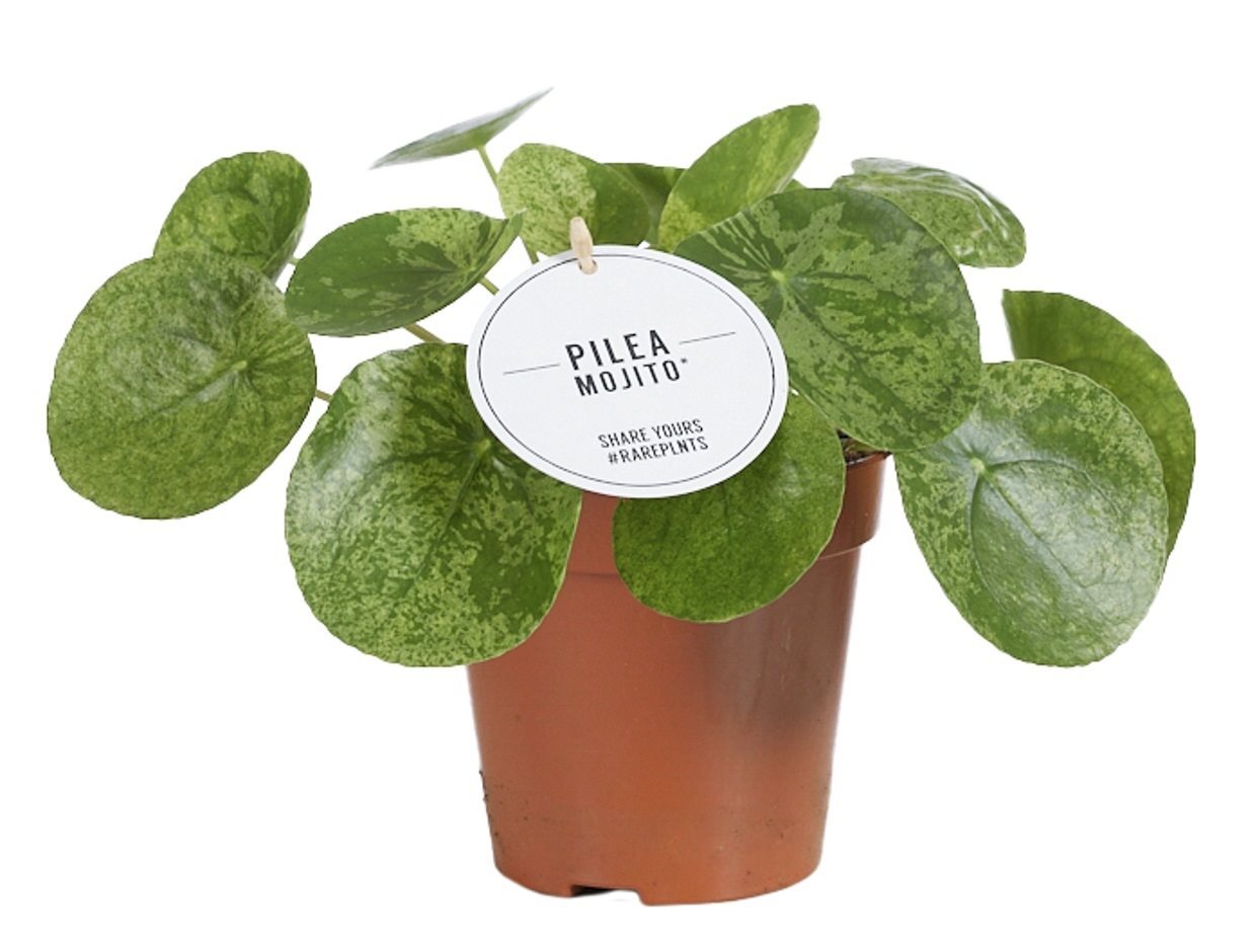 Ufopflanze Pilea Mojito