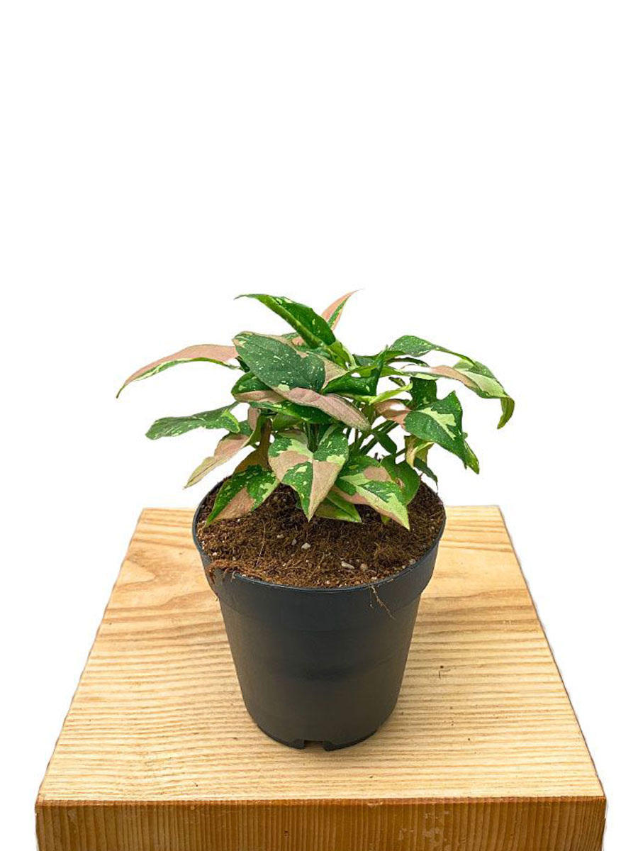 Syngonium Red Spot Tricolor