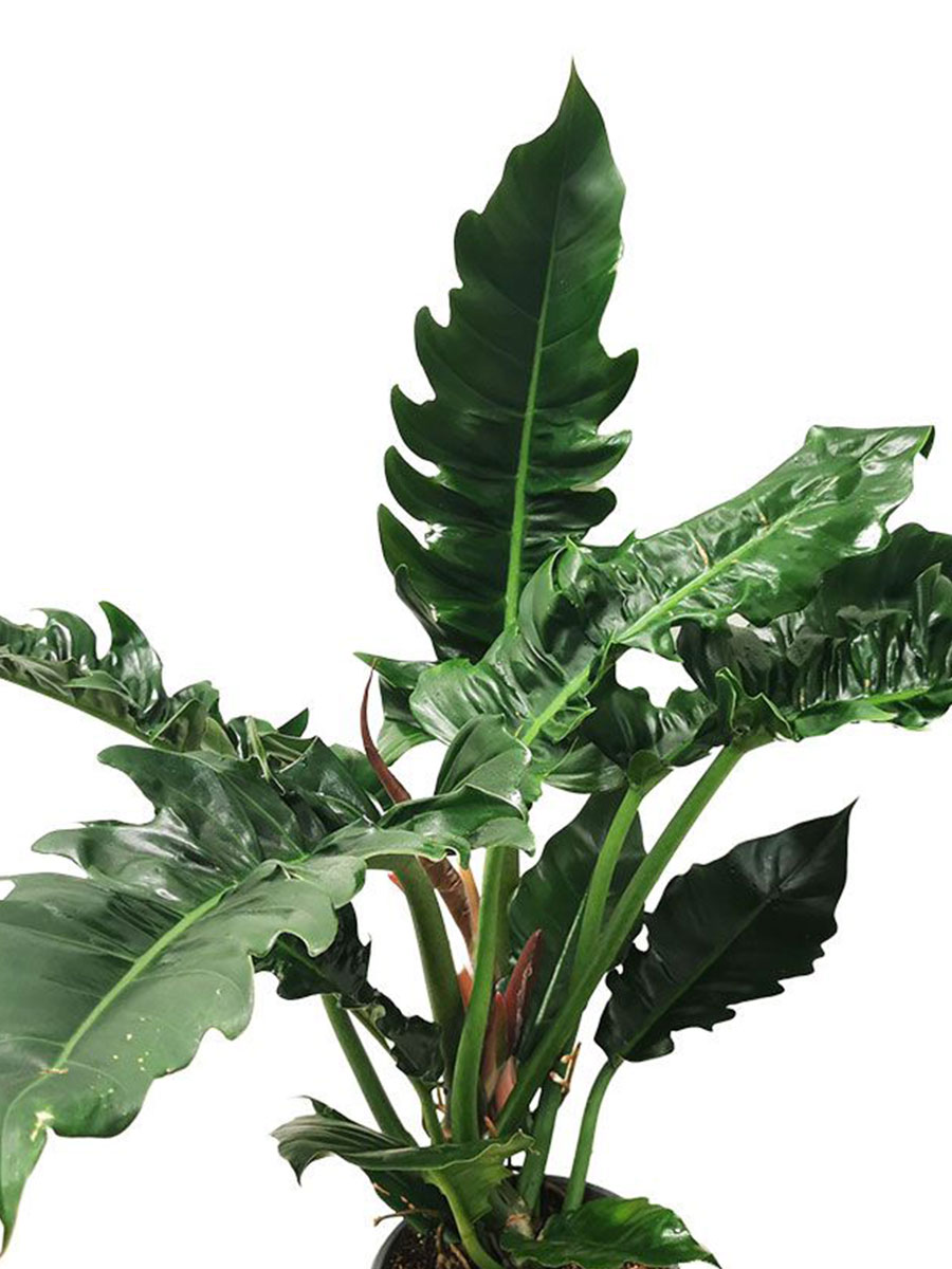 Philodendron Narrow