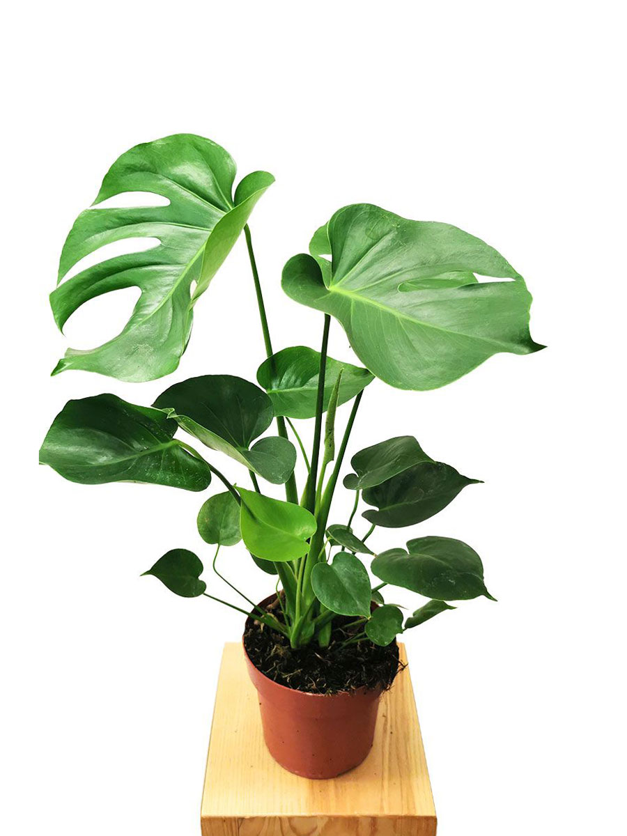 Monstera Deliciosa Busch