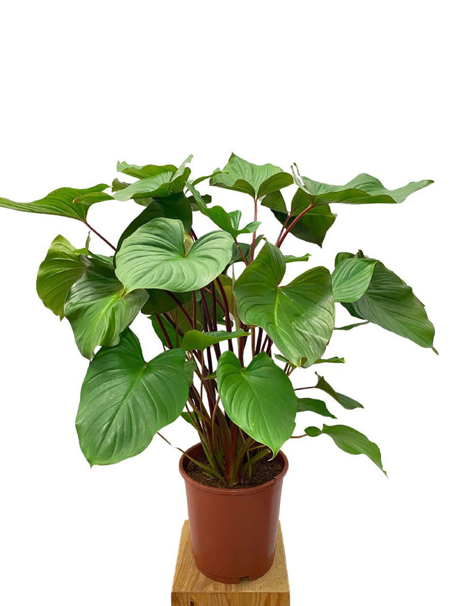 Homalomena Rubescens
