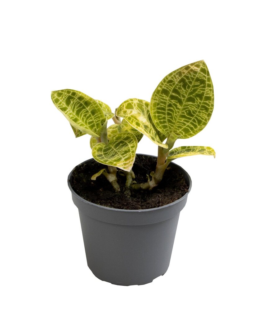 Juwelorchidee Macodes Petola