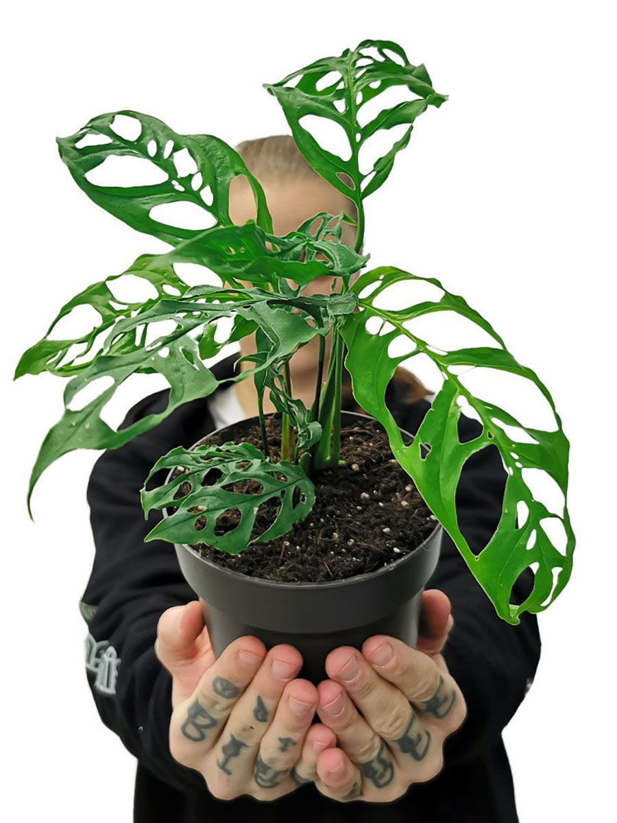 Monstera Obliqua Peru