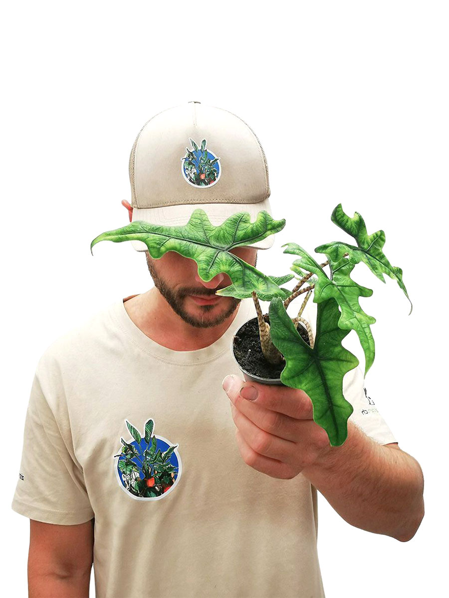 Baby Alocasia Jacklyn