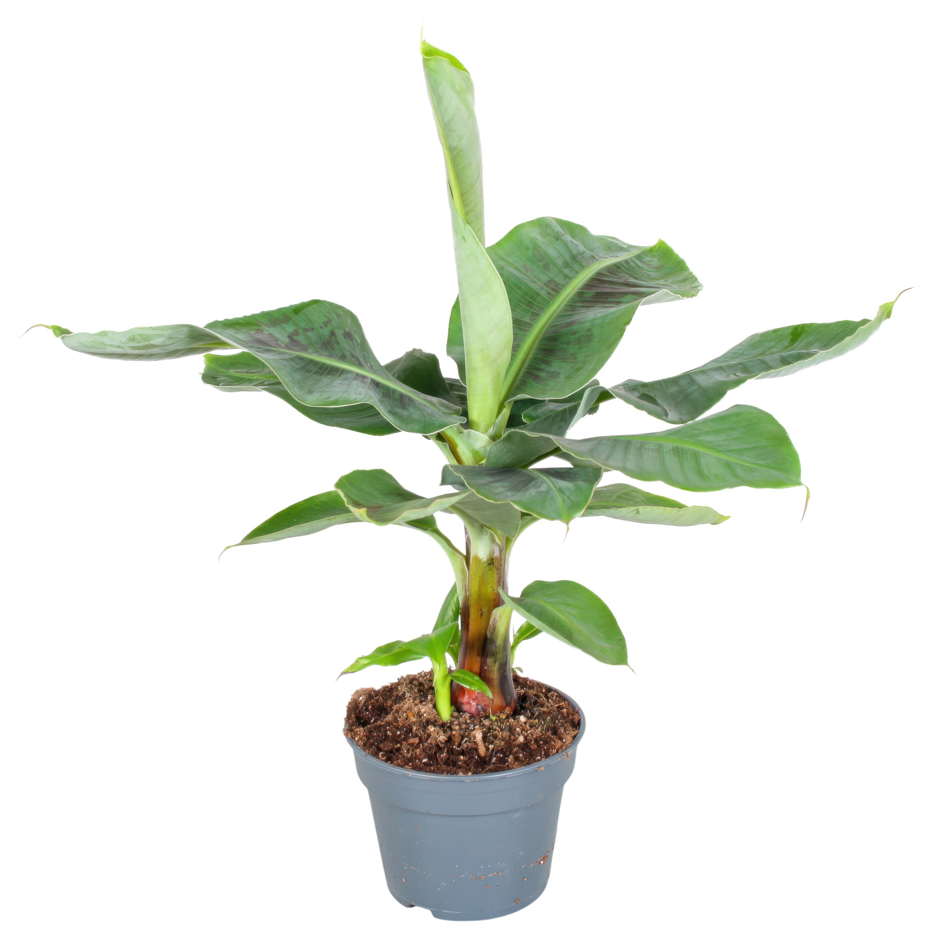 Zimmerbanane Musa Oriental Dwarf