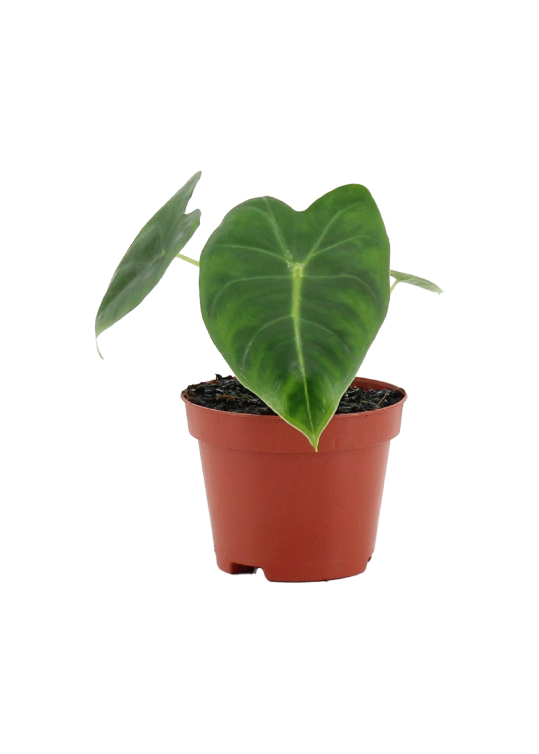 Baby Alocasia Frydek