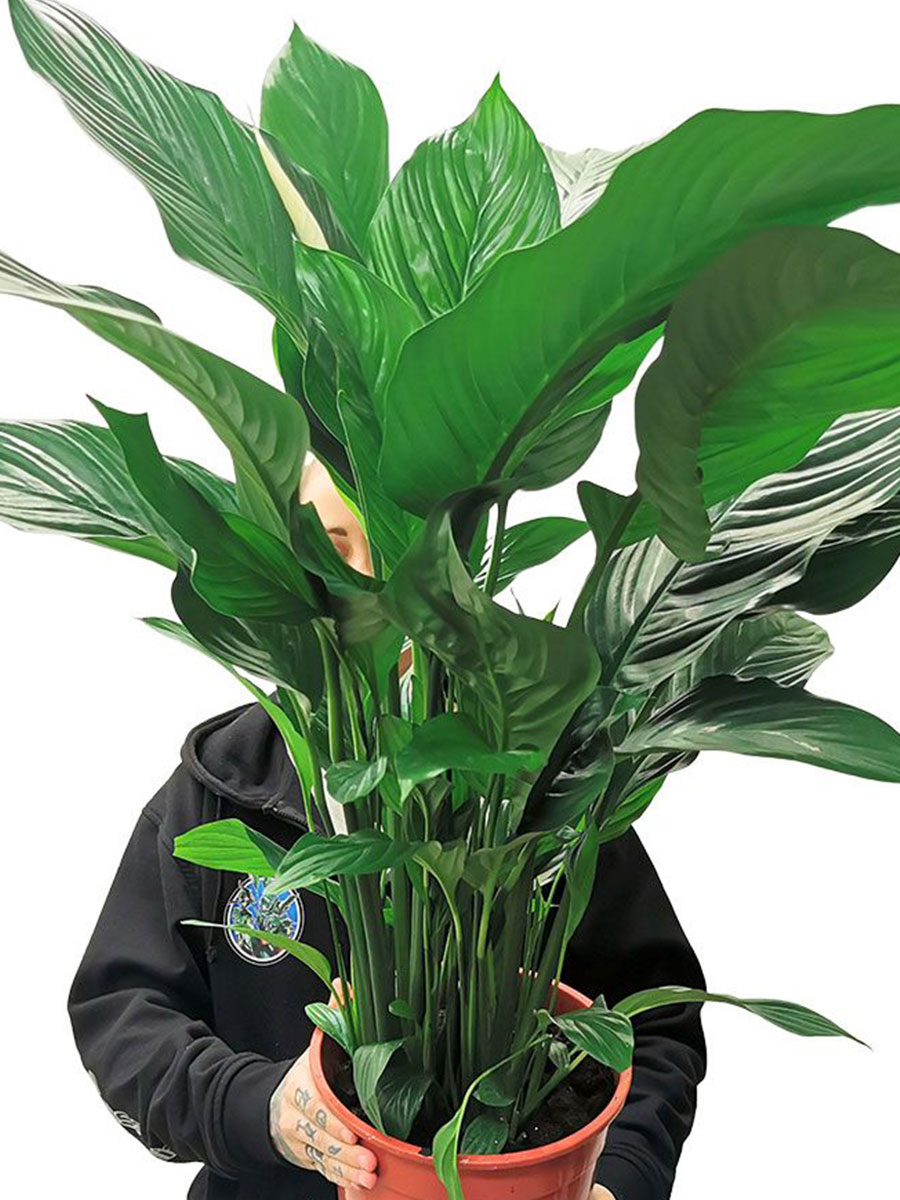 Spathiphyllum Wallisii