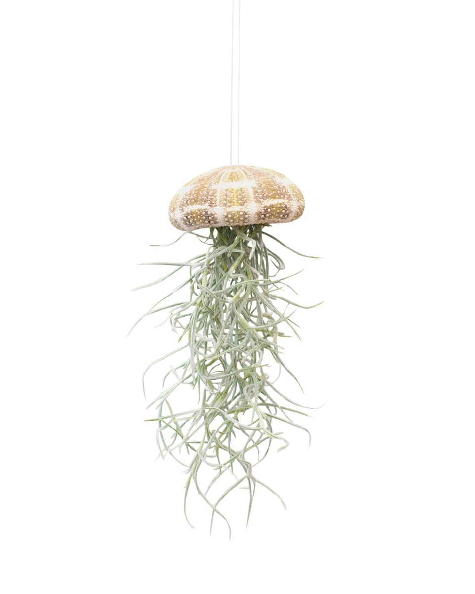Tillandsia Jellyfish