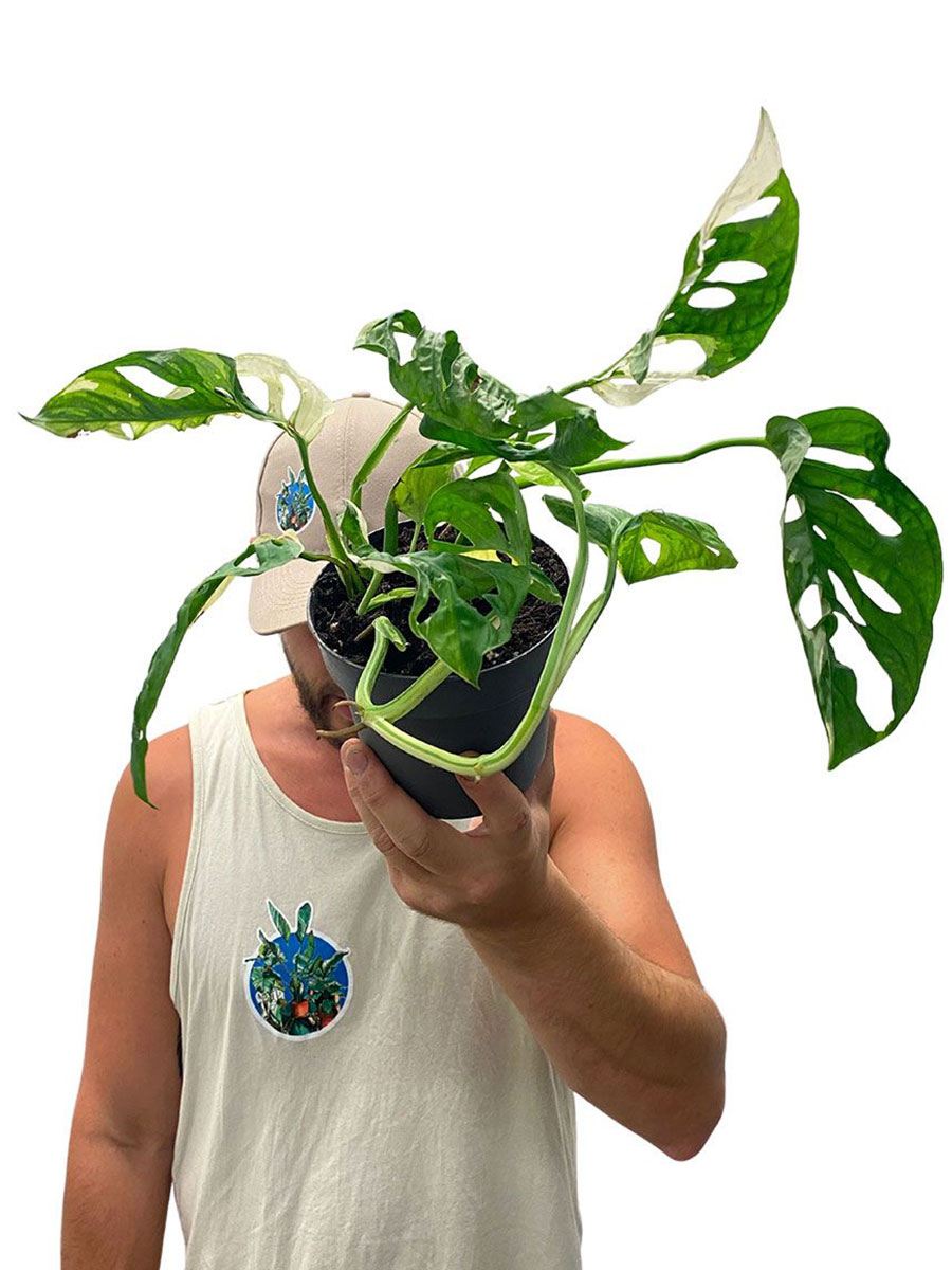 Monstera Adansonii Variegata
