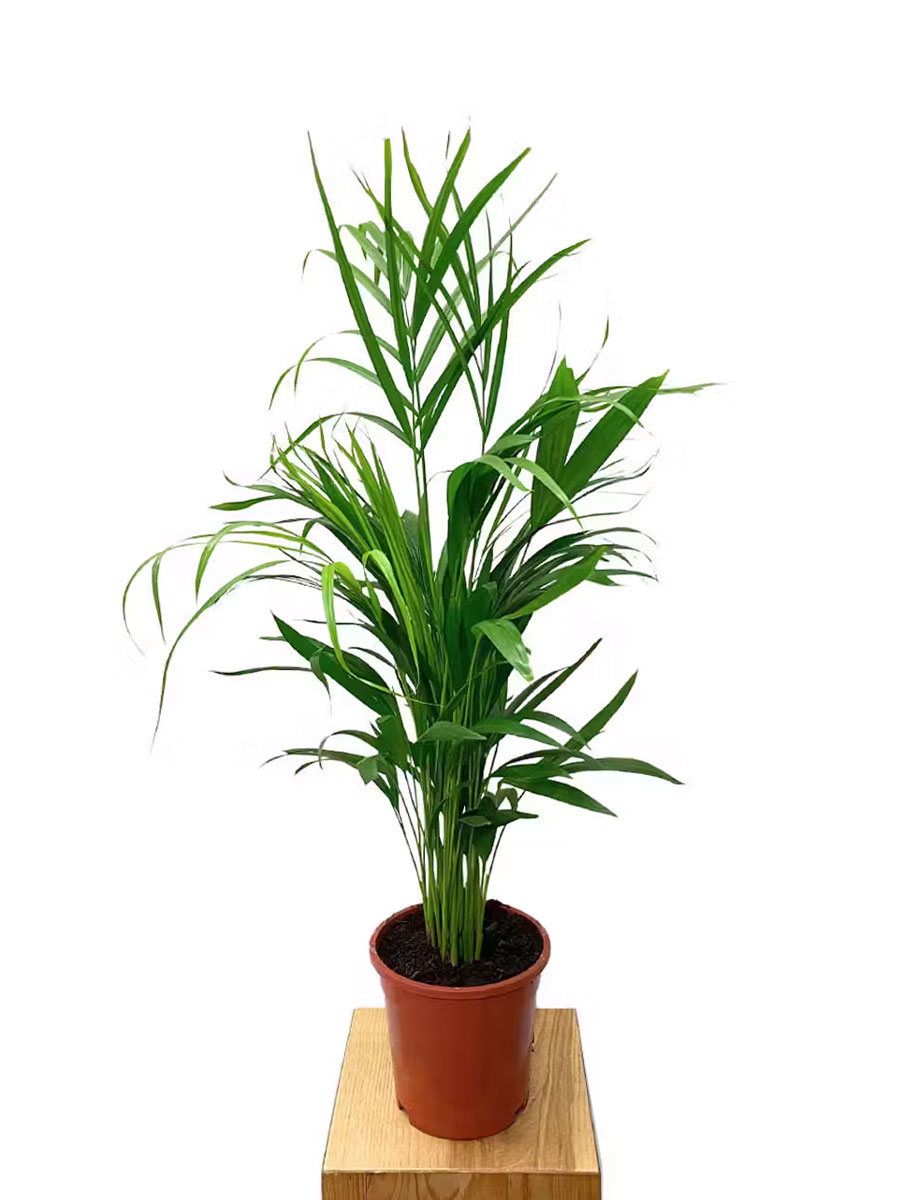 Areca Goldfruchtpalme M