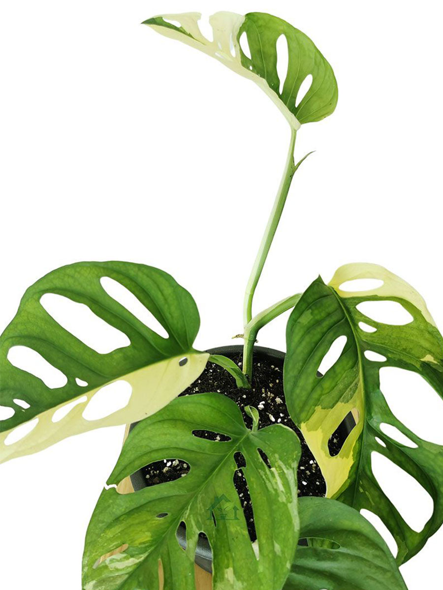 Monstera Adansonii Variegata