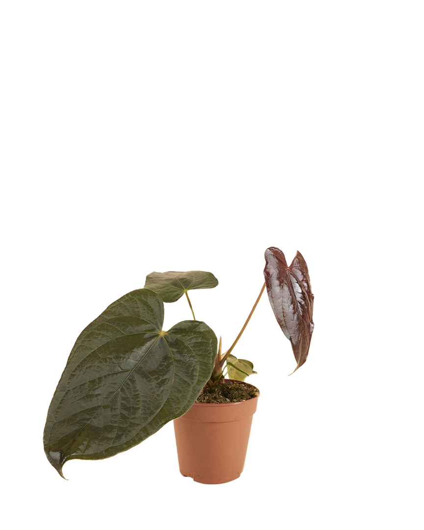 Anthurium Queen of Hearts 