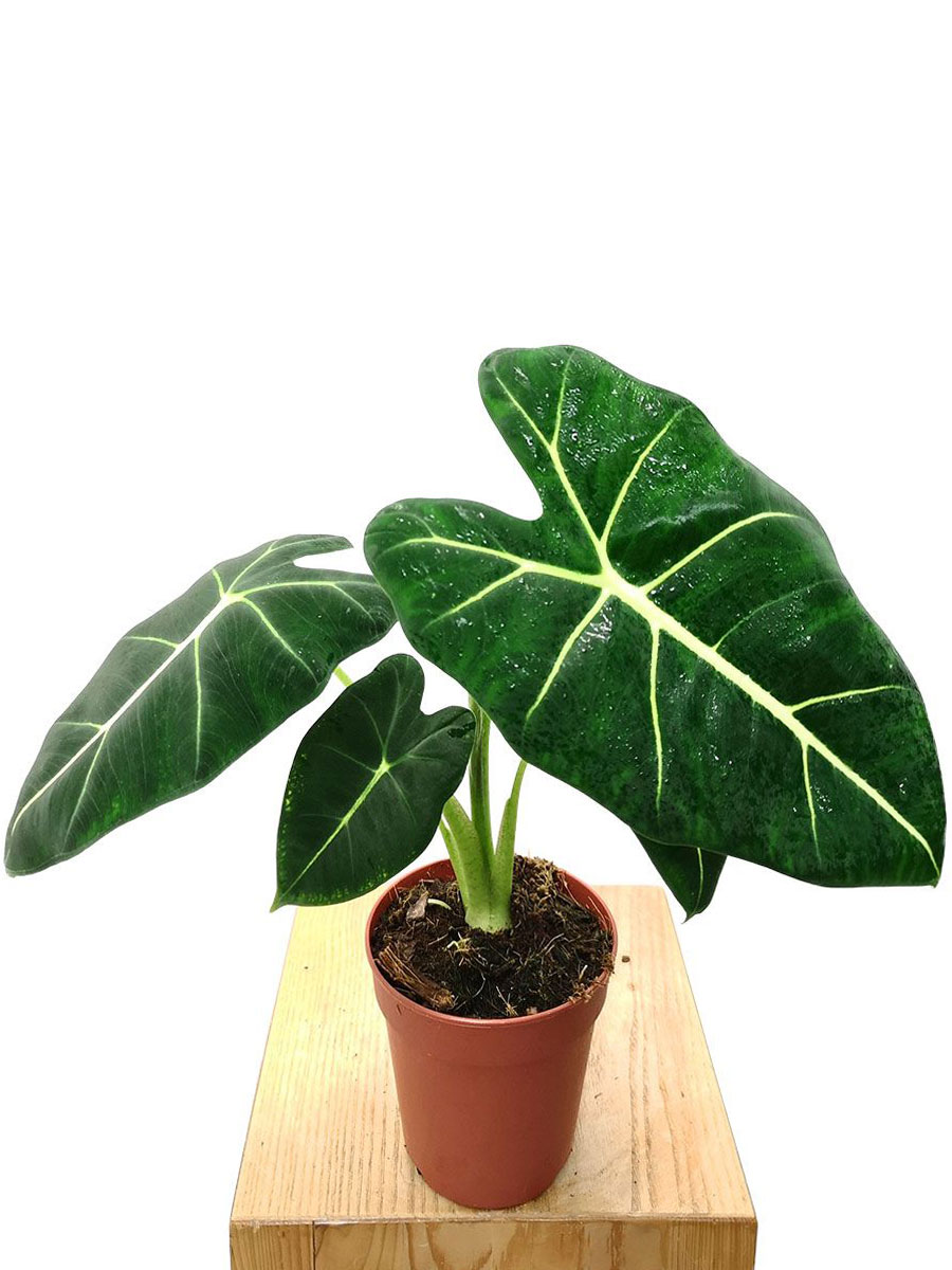 Alocasia Frydek