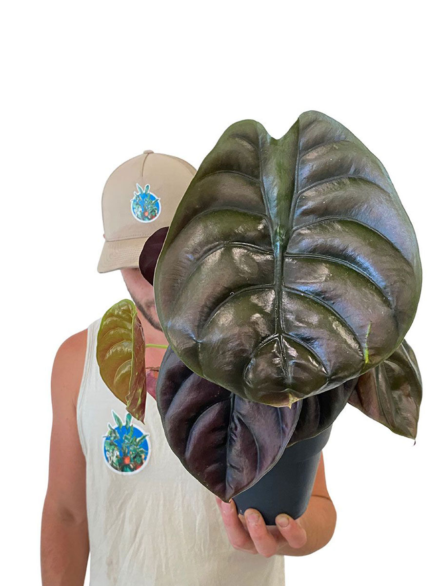 Alocasia Cuprea Red Secret