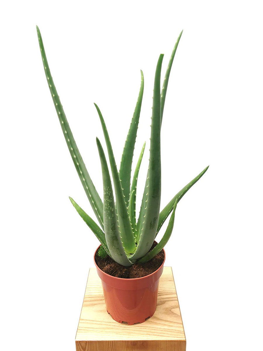 Aloe Vera Bio M