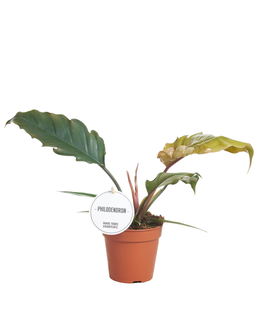 Philodendron Choco Empress