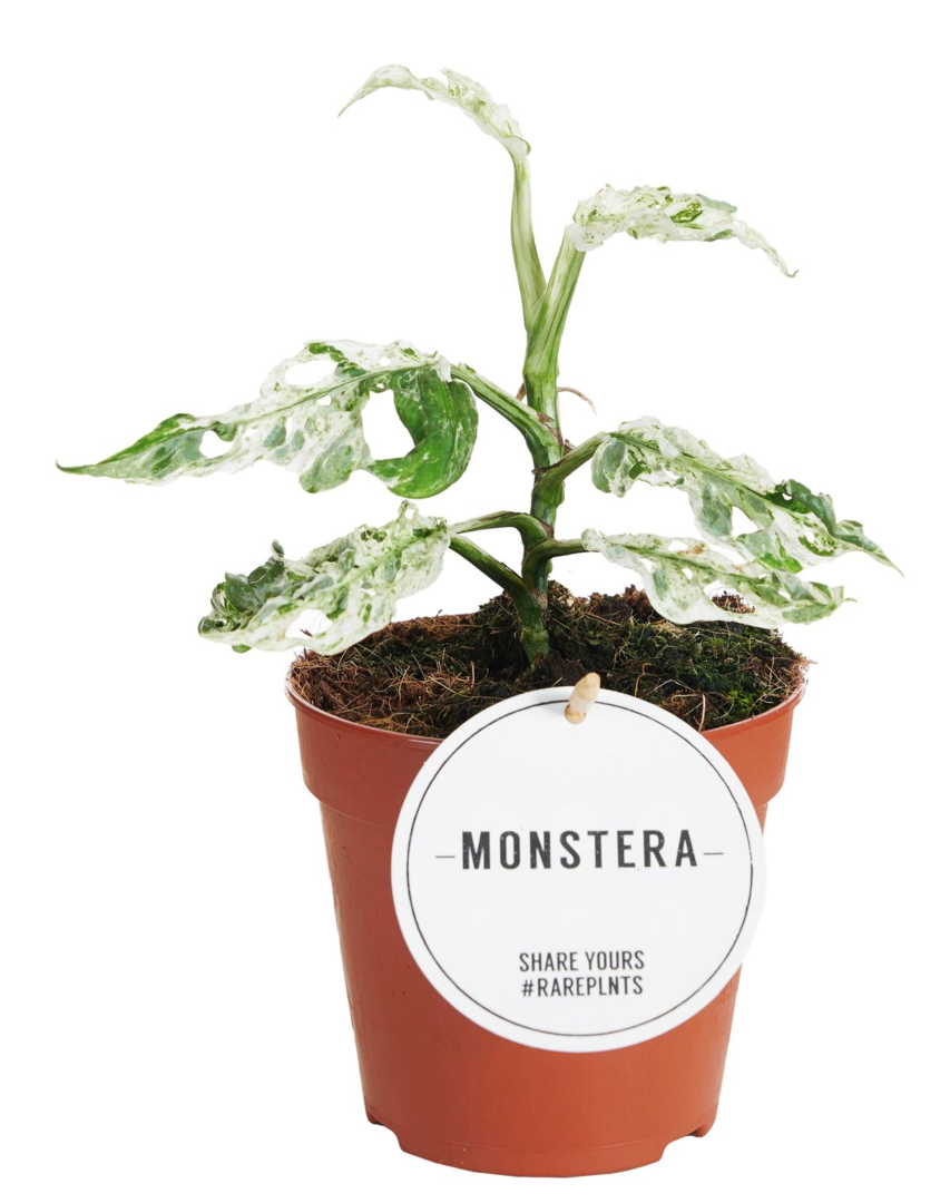 Monstera Frozen Freckles