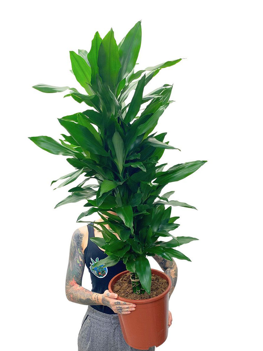 Drachenbaum Dracaena Janet Lind XL