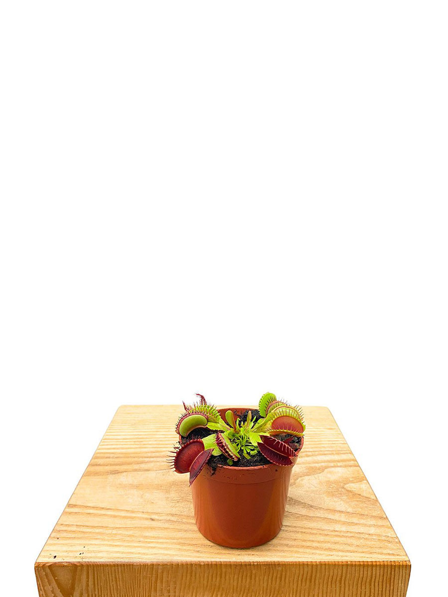 Venusfliegenfalle Dionaea Fleischfressende Pflanze 