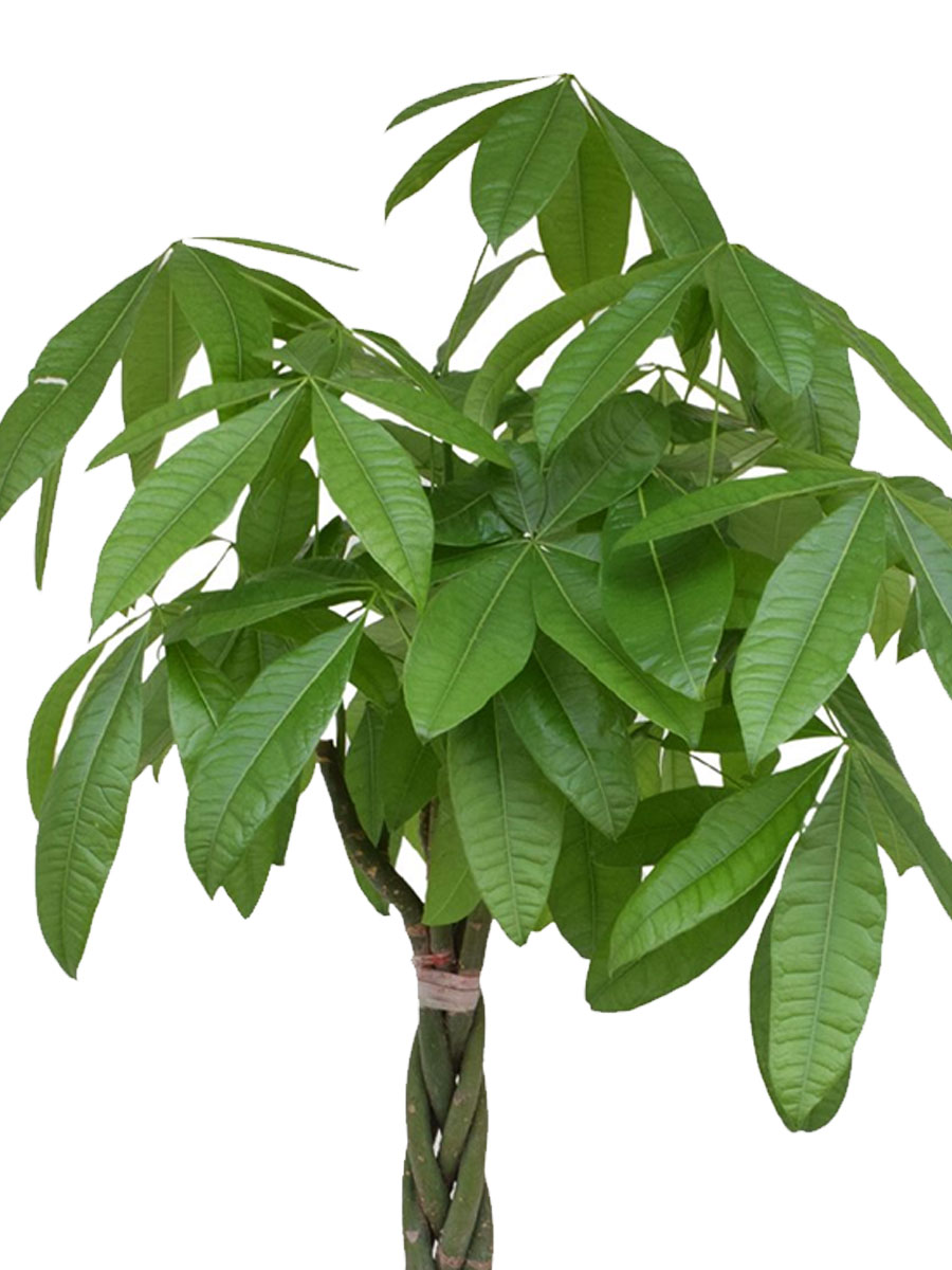 Glückskastanie Pachira aquatica