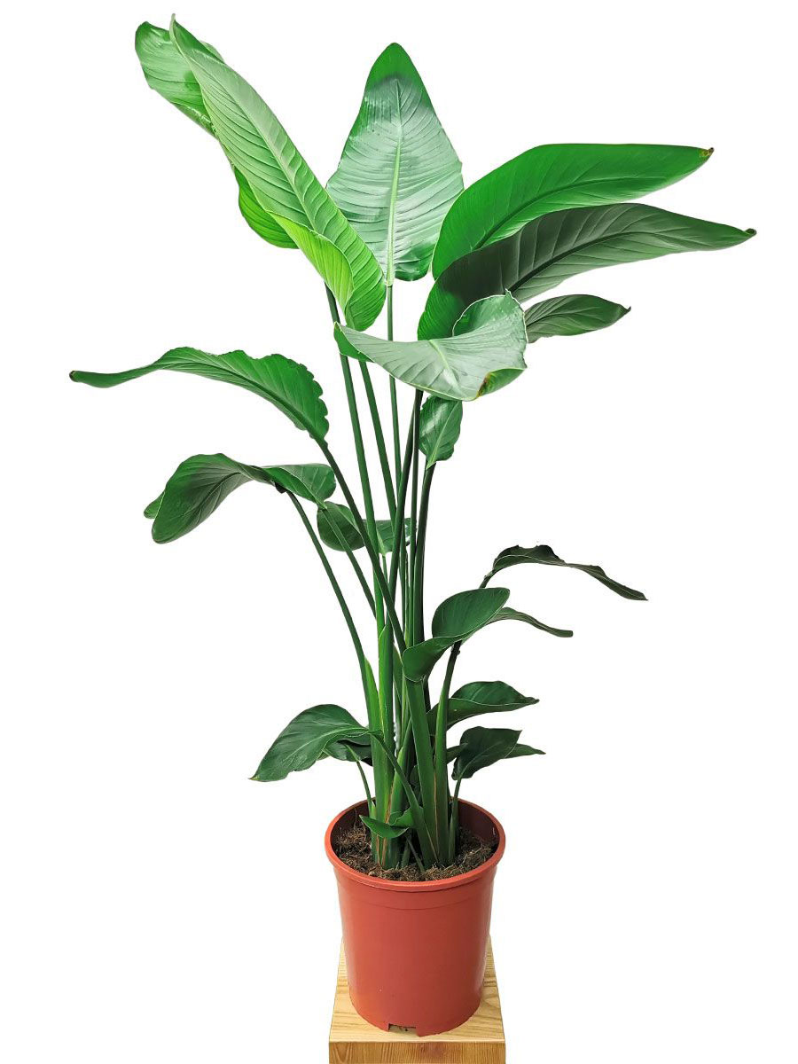 Strelitzia Nicolai L