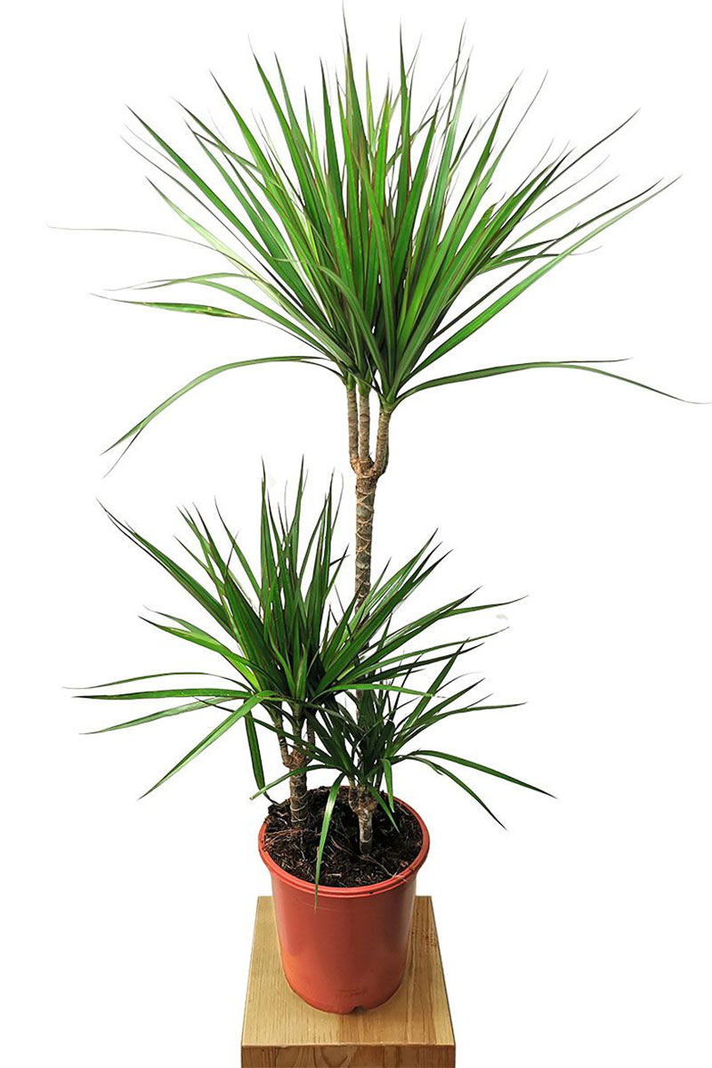 Drachenbaum Dracaena Marginata