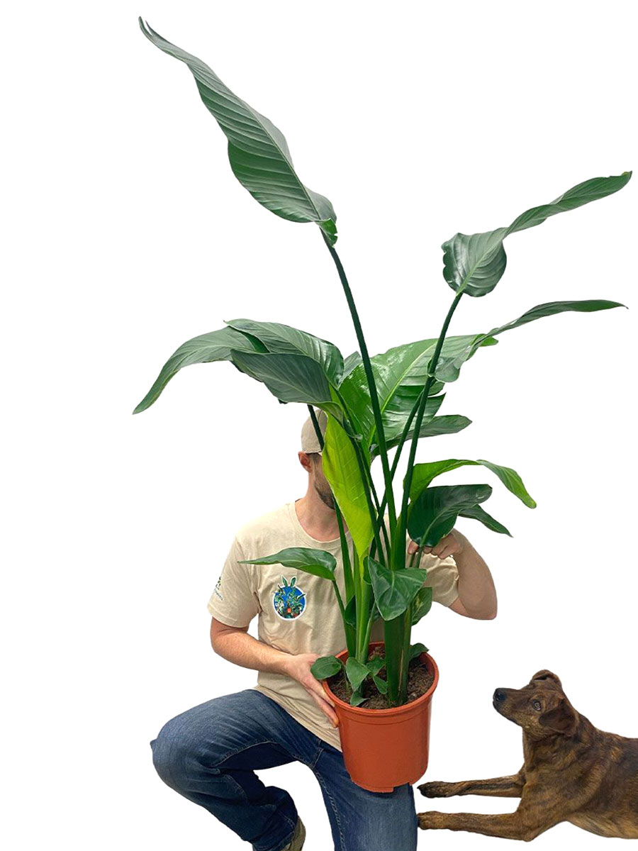 Strelitzia Nicolai L