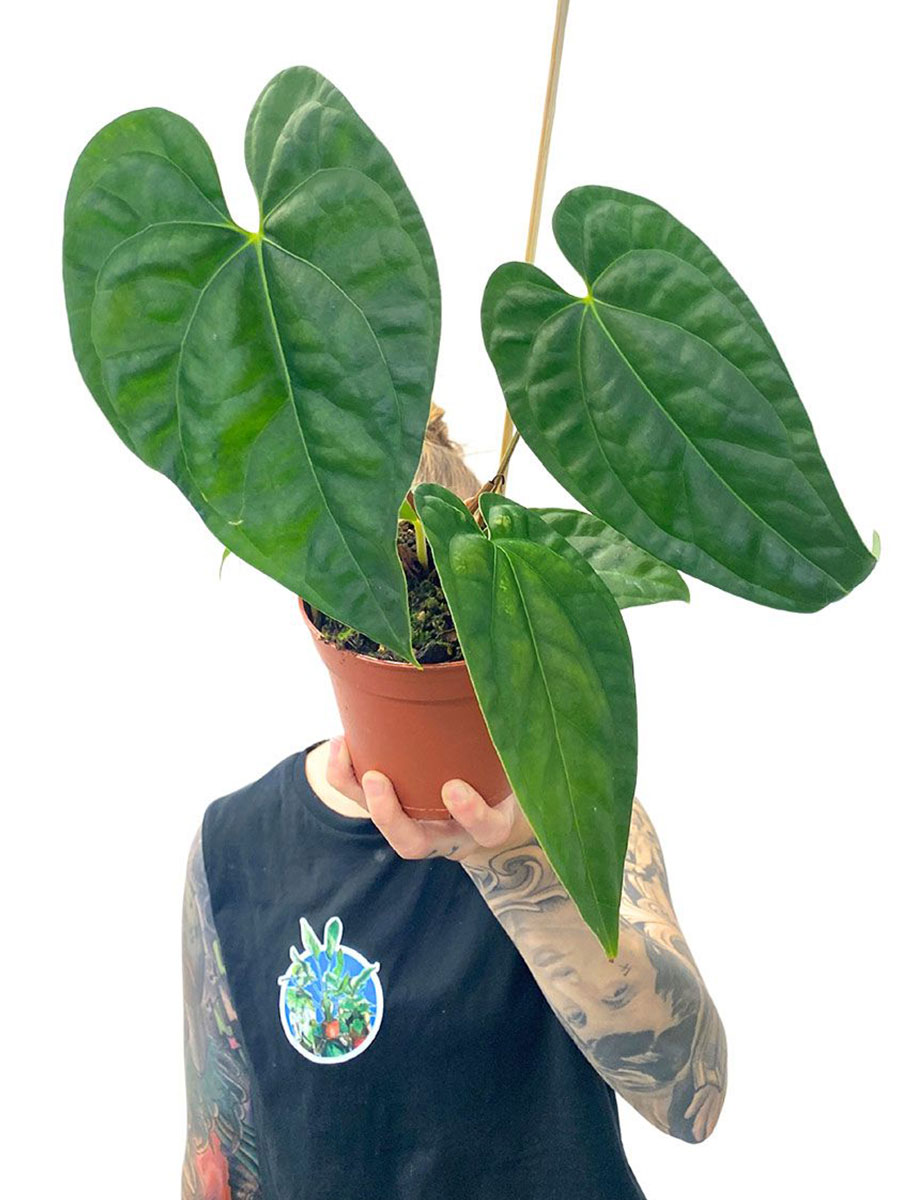 Anthurium Regale x Luxurians
