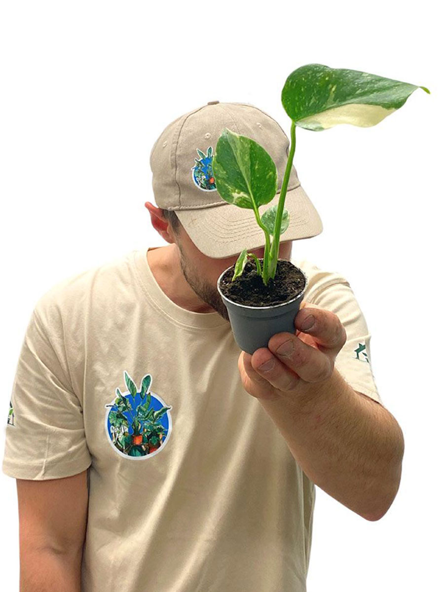 Baby Monstera Thai Constellation