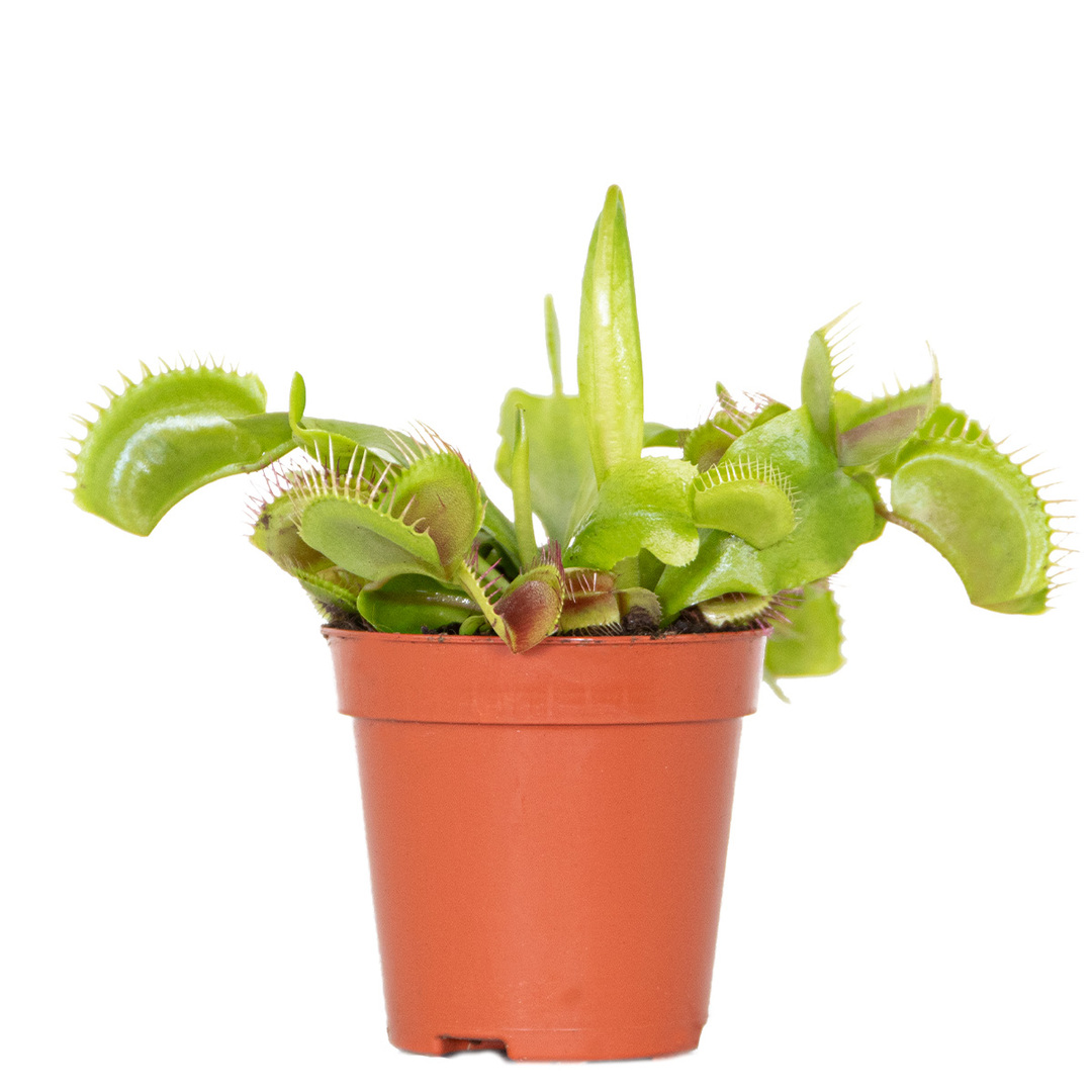 Venusfliegenfalle Dionaea Fleischfressende Pflanze 
