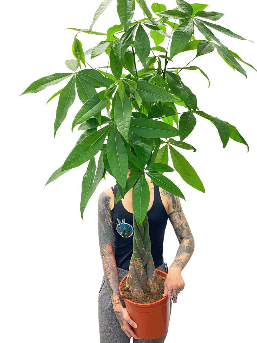 Glückskastanie Pachira aquatica