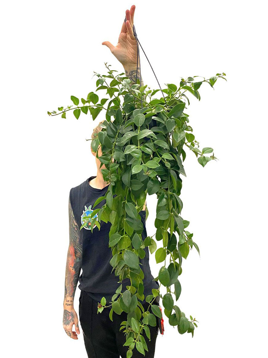 Hänger - Lipstick Plant Aeschynanthus