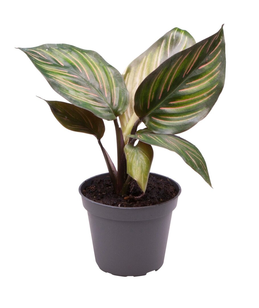 Baby Calathea Mieli