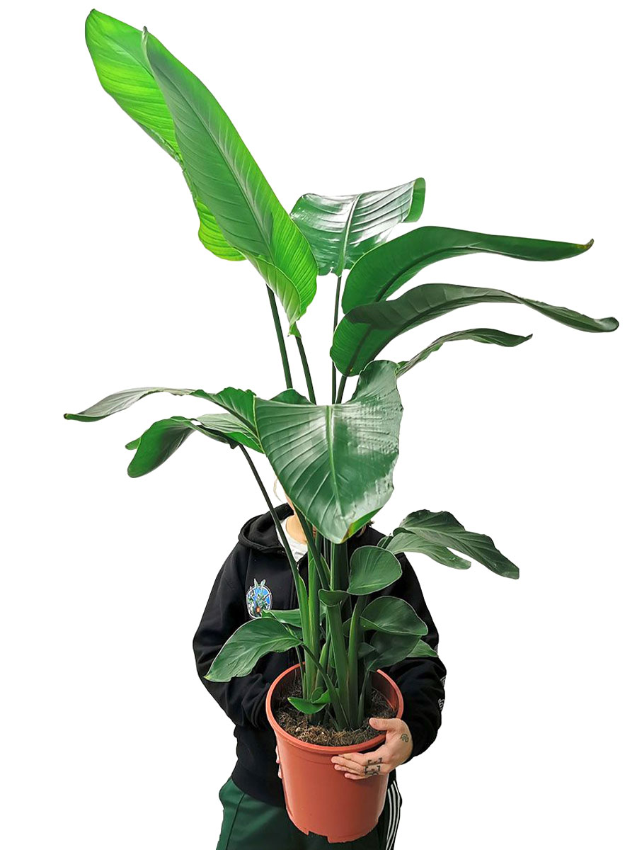 Strelitzia Nicolai L