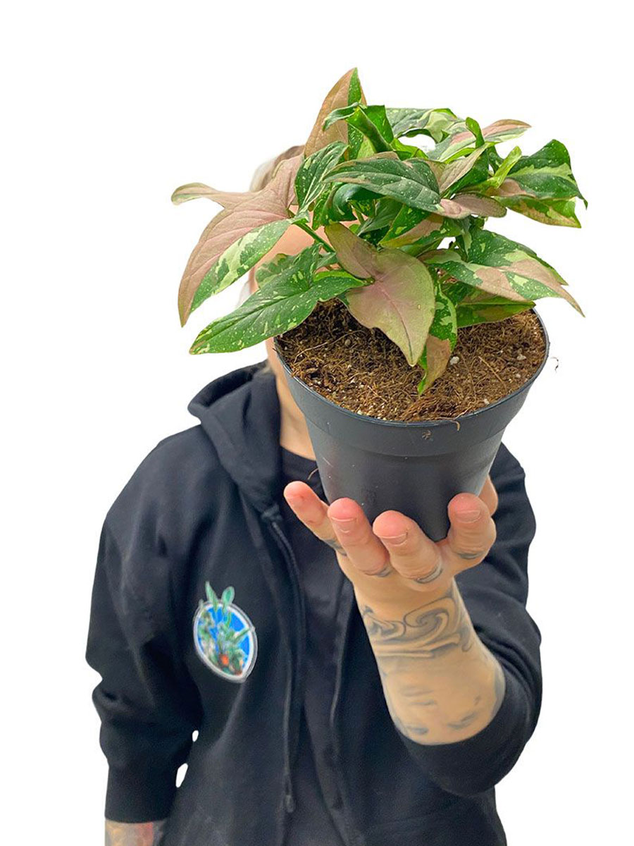 Syngonium Red Spot Tricolor