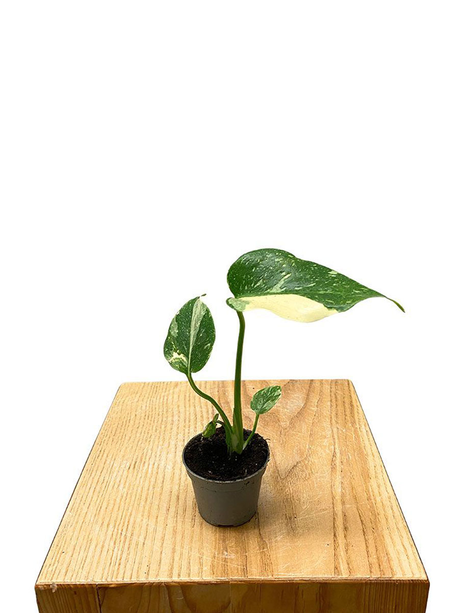 Baby Monstera Thai Constellation