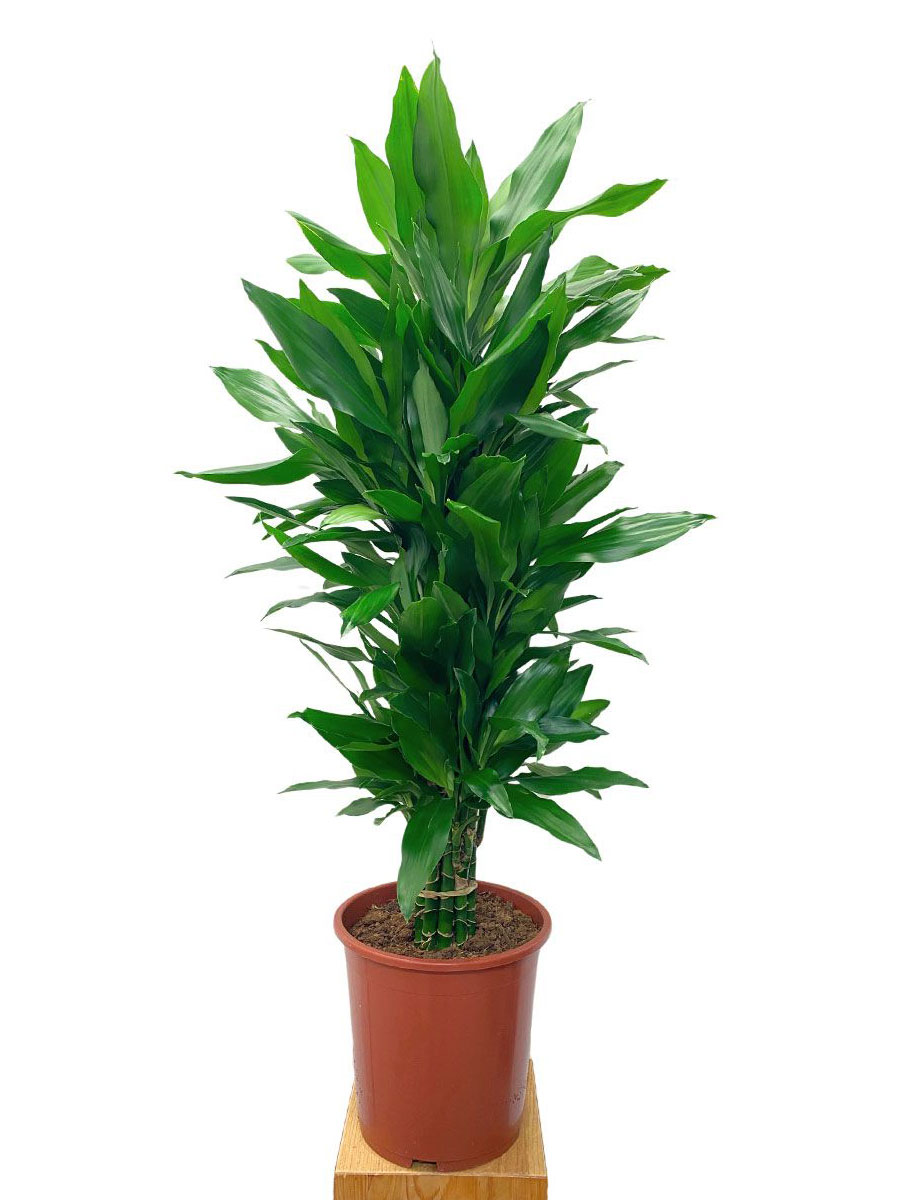 Drachenbaum Dracaena Janet Lind XL