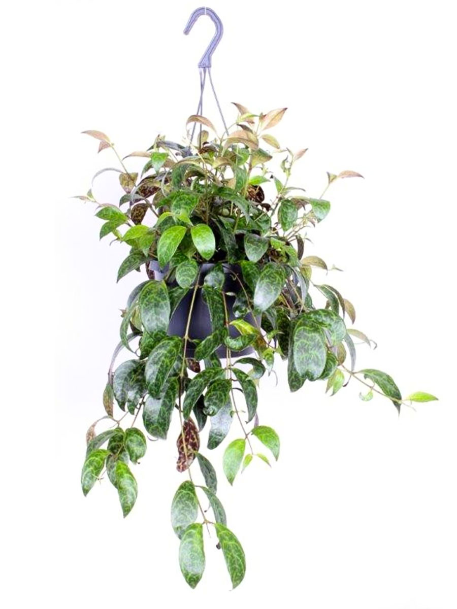 Hänger - Lipstick Plant Aeschynanthus