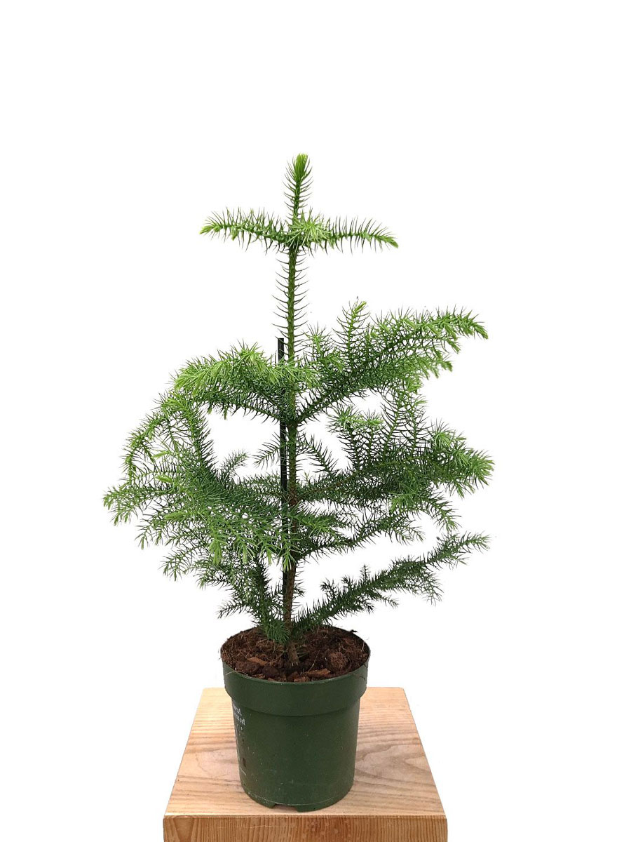 Zimmertanne Araucaria Heterophylla S