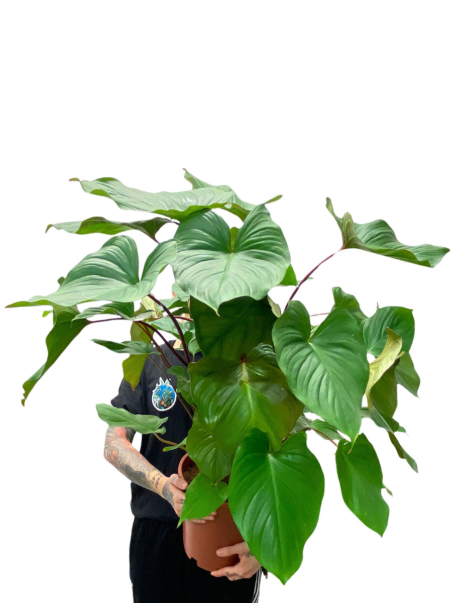 Homalomena Rubescens