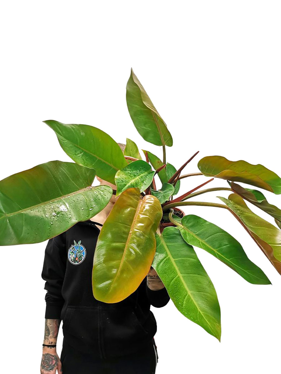 Philodendron Prince of Orange