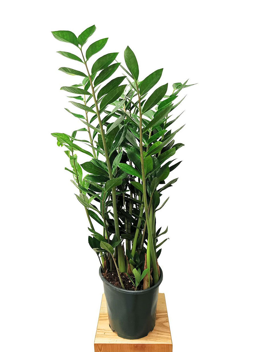 Glücksfeder Zamioculcas M