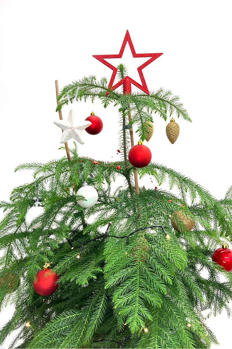 Zimmertanne Araucaria Heterophylla S