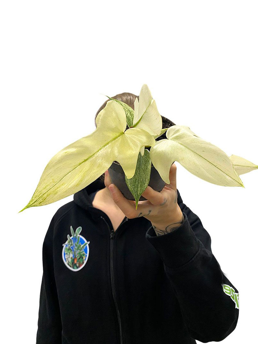 Philodendron Florida Ghost