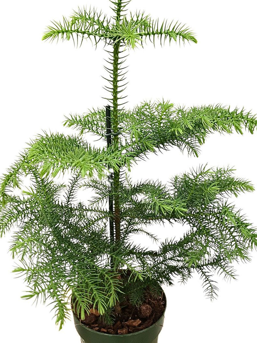Zimmertanne Araucaria Heterophylla S