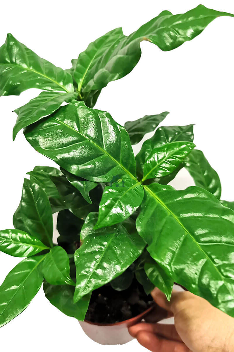 Kaffeebaum Coffea Arabica