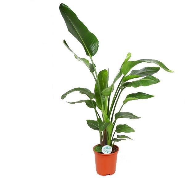 Strelitzia Nicolai XL